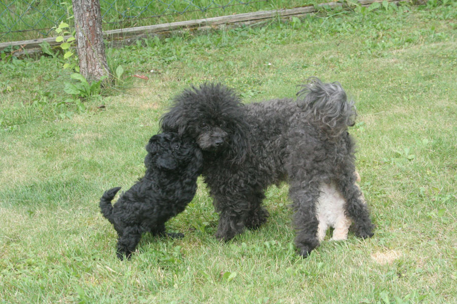 Welpen 14 6 14 (2) Kopie